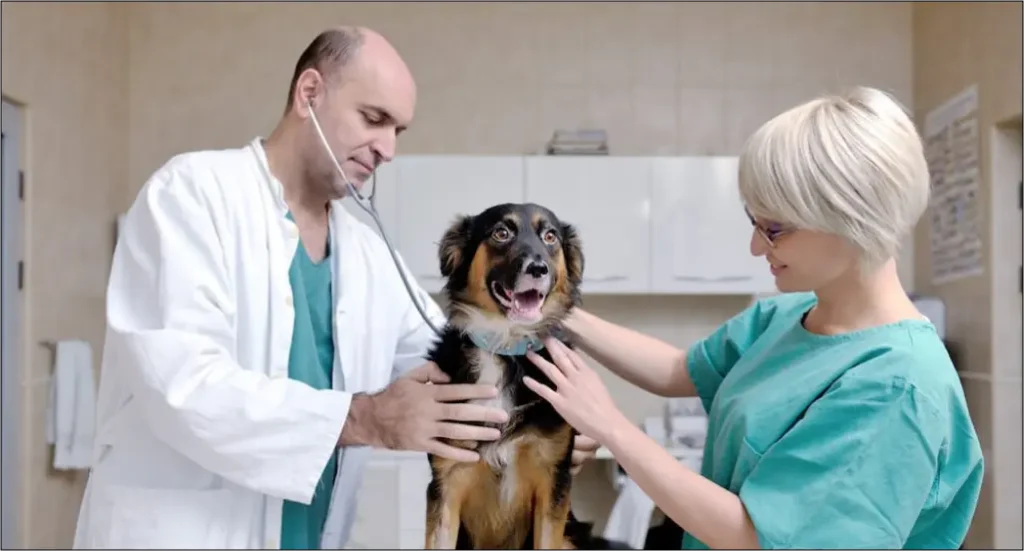 Regular Veterinary Care