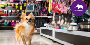 Top 10 Online Stores for Pet Products