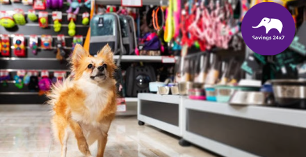 Top 10 Online Stores for Pet Products